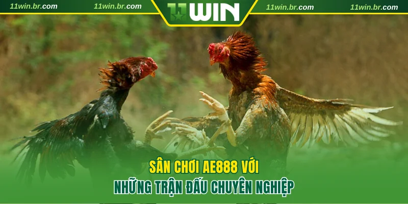 Điểm Danh Các Trang Đá Gà Uy Tín Và An Toàn Nhất Năm 2025 3 Sân chơi AE888 với những trận đấu chuyên nghiệp và thu hút